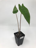 The Megalodon Elephant Ear - Alocasia from Wellspring Gardens features two tall stems with large green leaves in a black plastic pot, shown against a white background. This hardy plant is suited for zone 8.