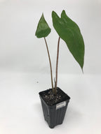 The Megalodon Elephant Ear - Alocasia from Wellspring Gardens features two tall stems with large green leaves in a black plastic pot, shown against a white background. This hardy plant is suited for zone 8.