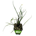 A small potted Flying Squid Elephant Ear (Alocasia plumbae) by Wellspring Gardens has long, thin green stems and narrow leaves, growing in soil with white perlite, set against a white background.