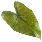 A single glossy, heart-shaped green leaf with visible veins, resembling the ruffled dark leaves of Wellspring Gardens’ Metalhead Elephant Ear (Alocasia), isolated on a white background.