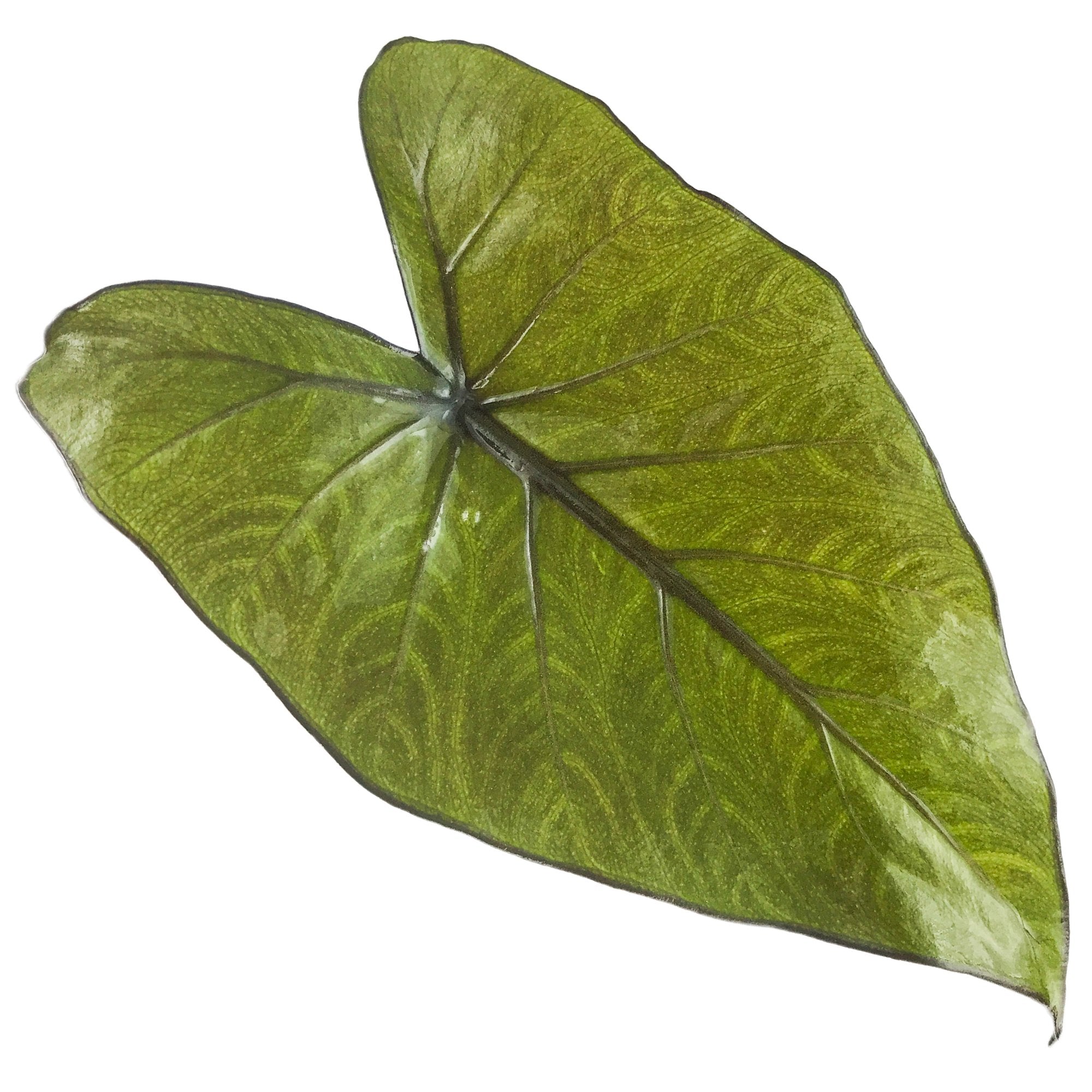 A single glossy, heart-shaped green leaf with visible veins, resembling the ruffled dark leaves of Wellspring Gardens’ Metalhead Elephant Ear (Alocasia), isolated on a white background.