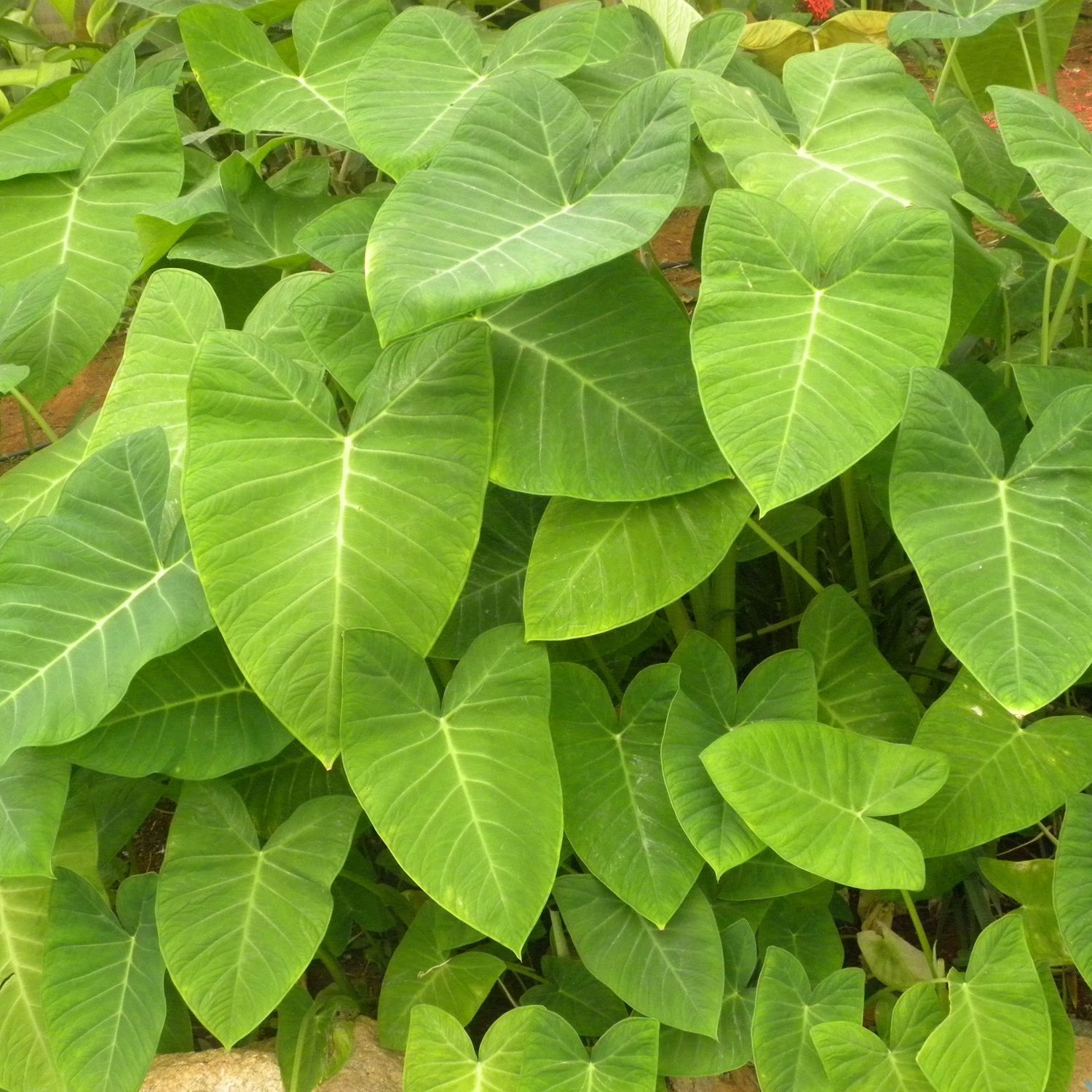 Lime Zinger Elephant Ear (Xanthosoma aurea) from Wellspring Gardens features lush, neon green, heart-shaped leaves with visible veins that overlap and grow densely in natural outdoor light.