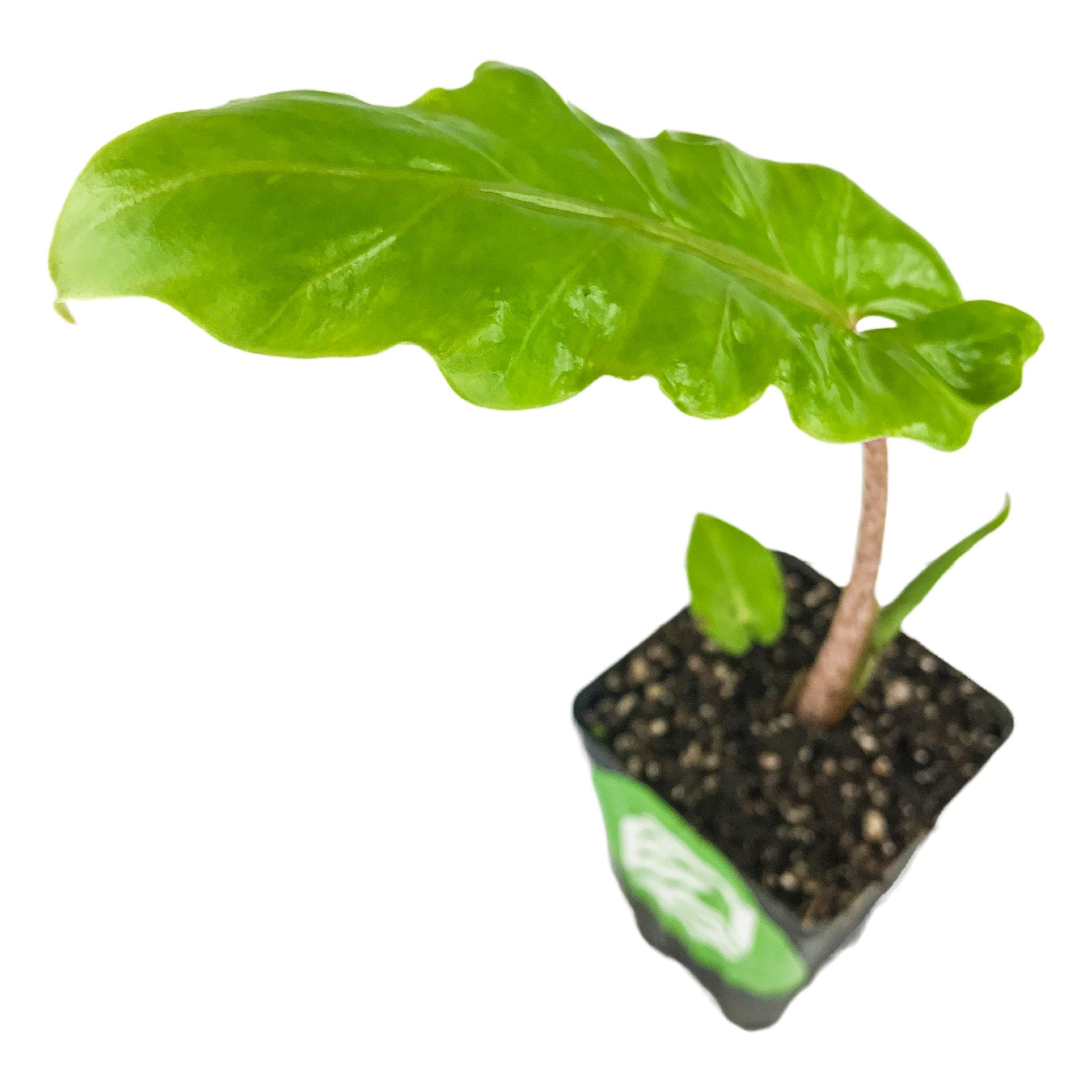 A single-leaf Boa Elephant Ear - Alocasia by Wellspring Gardens rises from dark soil in a square black pot, featuring a snakeskin-patterned stem and glossy green upright leaf, isolated on white.