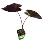 A Wellspring Gardens Tea Party Elephant Ear (Colocasia esculenta) grows in a small black pot, featuring two large, mature, dark purple, heart-shaped leaves on long stems.