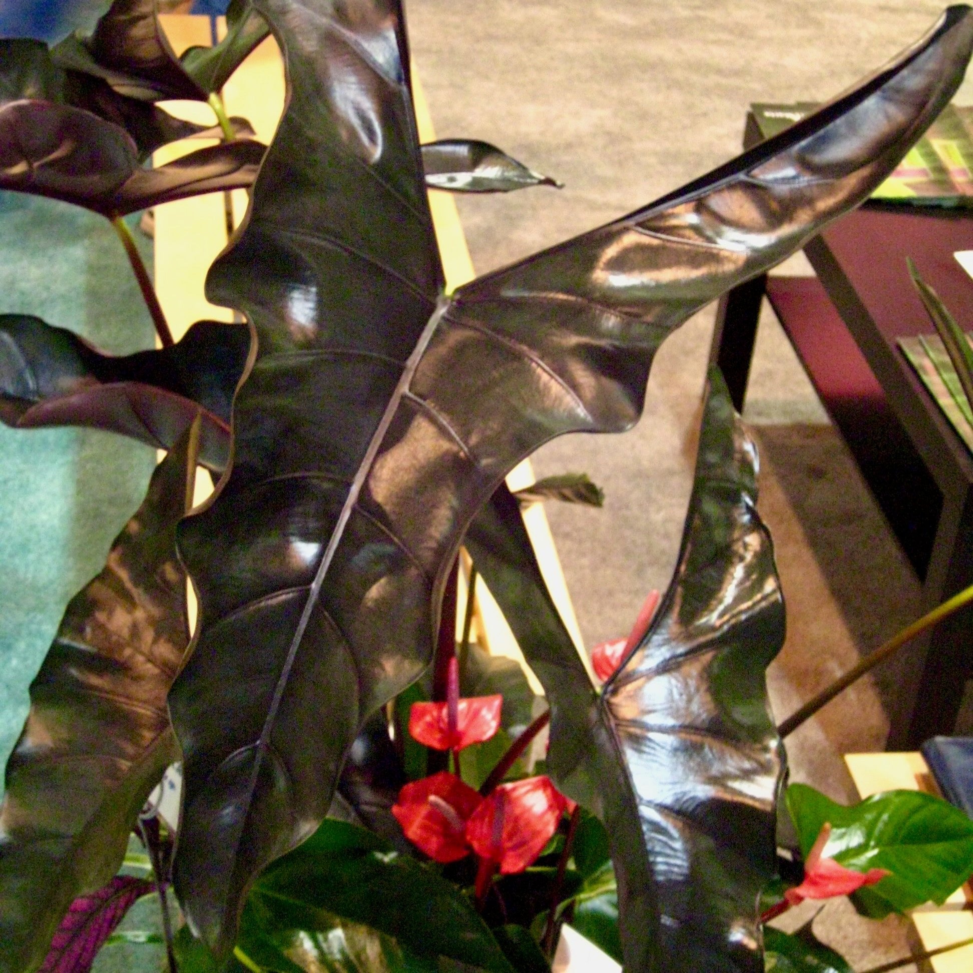 Close-up of the dark, glossy, arrowhead-shaped purple-green leaves of Wellspring Gardens’ Purple Cloak Elephant Ear - Alocasia, with hints of red and green foliage softly blurred in the background.