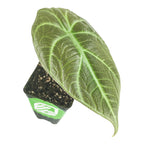 A single large Maharani Elephant Ear - Alocasia leaf from Wellspring Gardens, dark green with striking white veins and a unique pattern, grows in a small black plastic pot filled with soil, set against a white background.