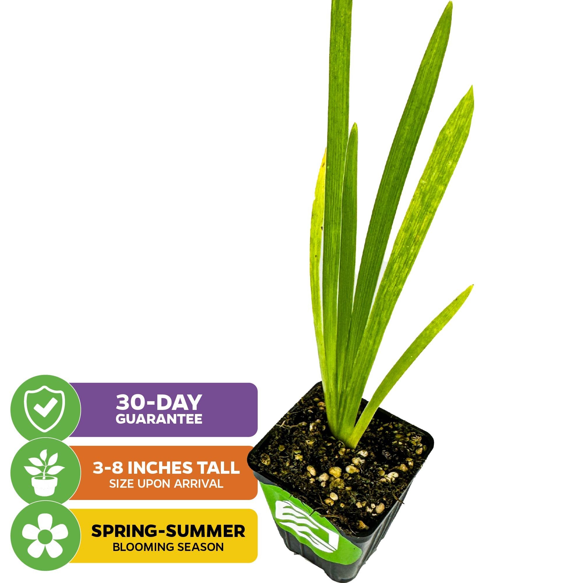 A small potted Wellspring Gardens Peaches and Wine Iris with upright green leaves. Features: 30-day guarantee, 3–8" tall on arrival, blooms Spring–Summer.