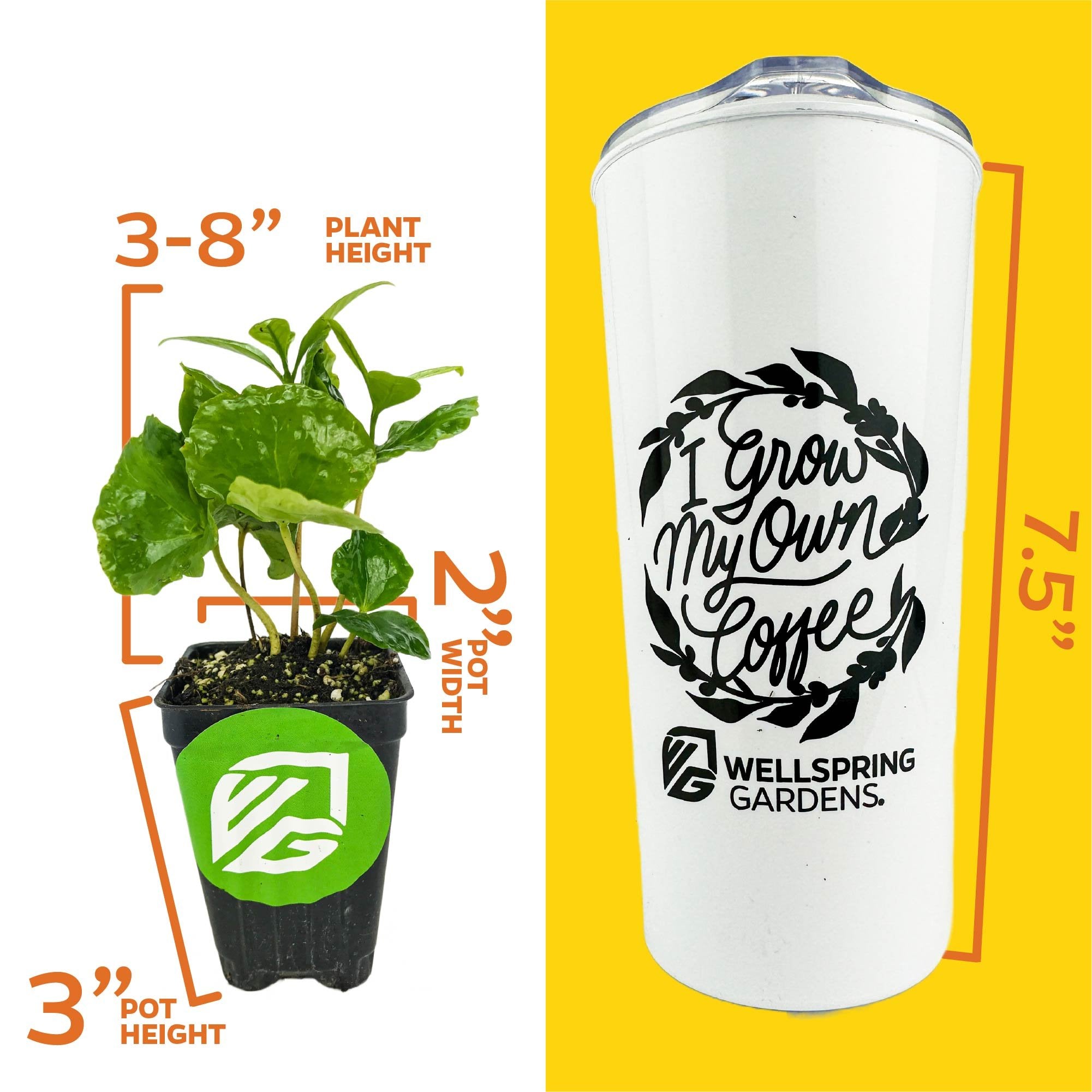 Split image: Left shows a small Coffea Arabica coffee plant (3-8" H, 2" W, 3" pot). Right displays an 18-oz white travel tumbler with “I Grow My Own Coffee” and the Wellspring Gardens logo—an ideal gift set for patio plant lovers.