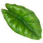A vibrant green Alocasia Reversa Elephant Ear leaf by Wellspring Gardens, featuring glossy texture and dark veins, isolated on white—ideal for any houseplant lover.