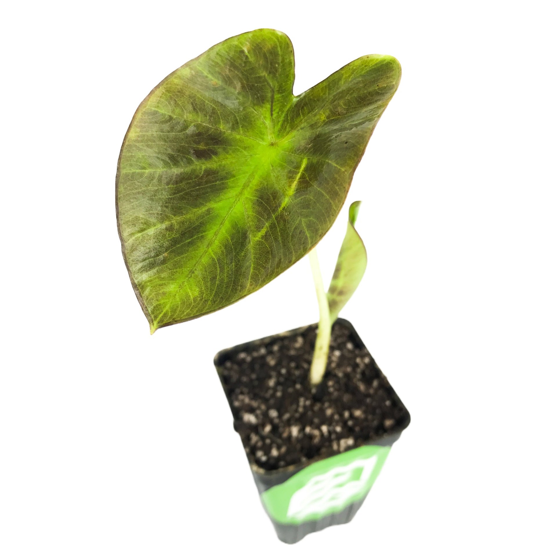 Aloha™ Elephant Ear