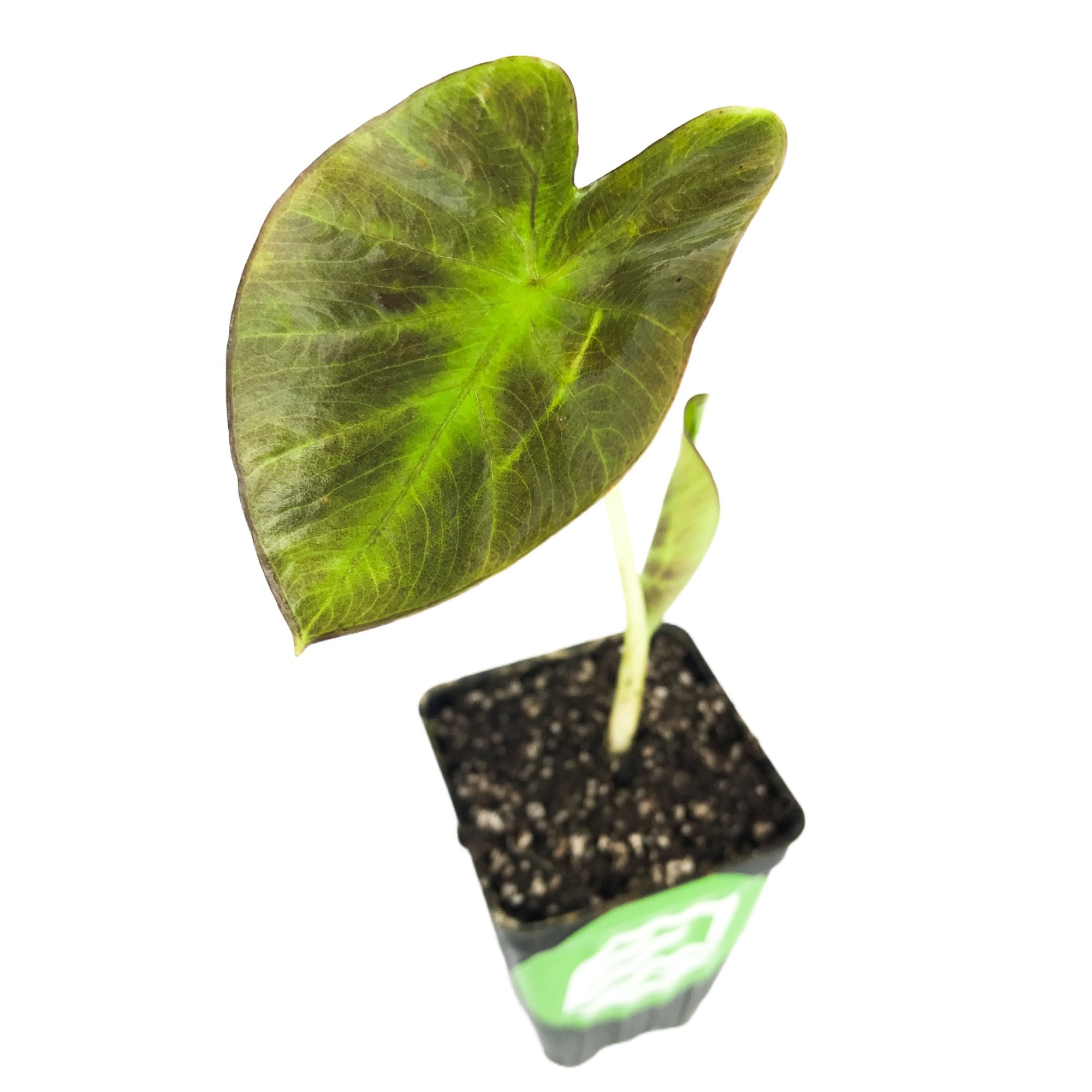 An Aloha™ Elephant Ear - Colocasia plant by Wellspring Gardens with a single heart-shaped green leaf, dark edges, and visible veins grows in soil in a small black square pot, isolated on a white background.