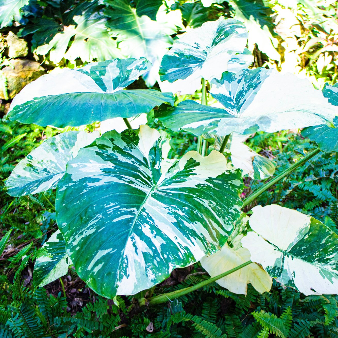The Wellspring Gardens Variegated Elephant Ear - Alocasia features broad, textured leaves with striking green, white, and cream patterns that stand out among lush ferns in a sunny outdoor garden.