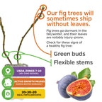 Close-up of Wellspring Gardens’ LSU Purple Fig (Ficus carica) branches showing green buds, flexible stems, and ripe figs with infographic text on dormancy, USDA zones, self-pollinating traits, growth pauses, and fertilizer tips.