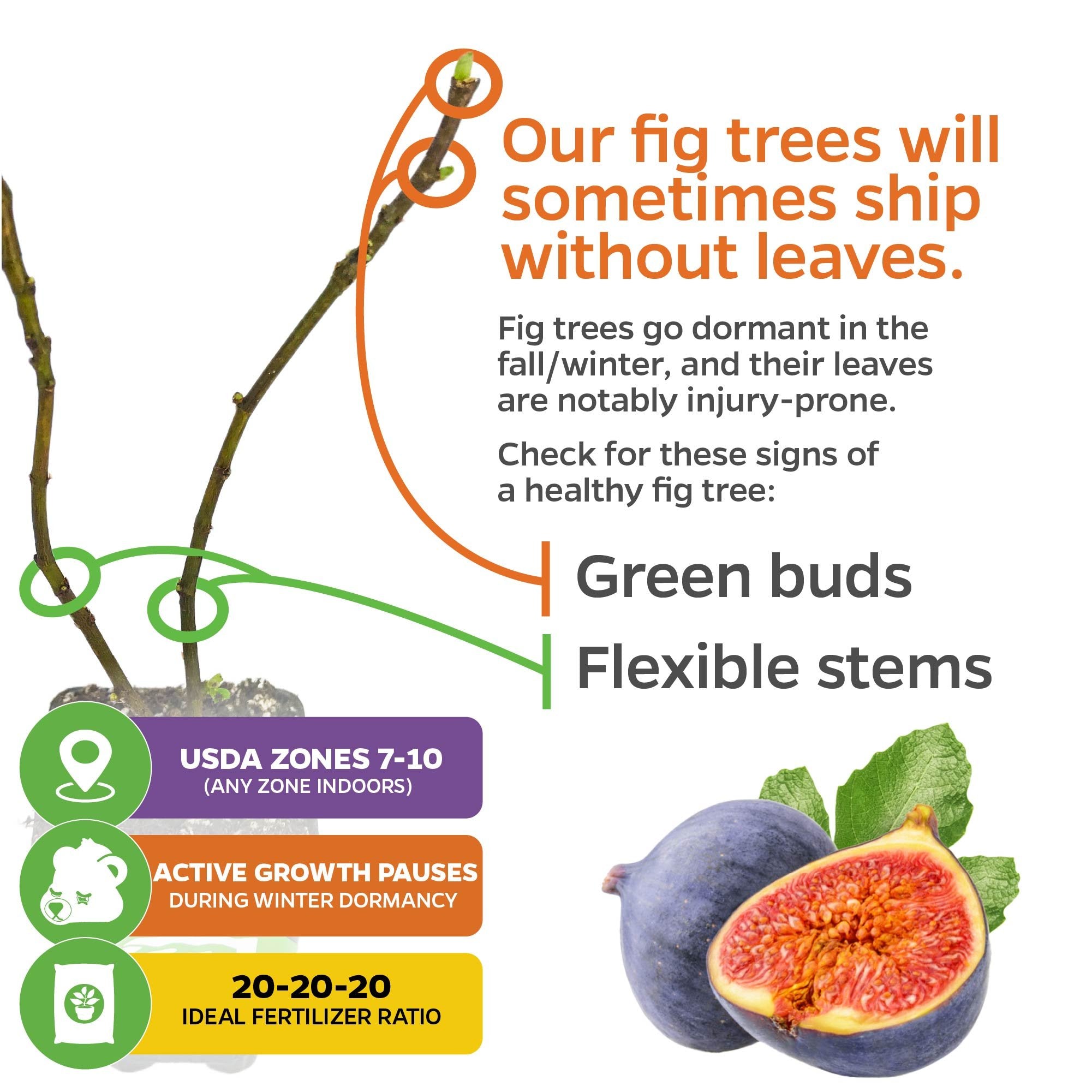 Close-up of Wellspring Gardens’ LSU Purple Fig (Ficus carica) branches showing green buds, flexible stems, and ripe figs with infographic text on dormancy, USDA zones, self-pollinating traits, growth pauses, and fertilizer tips.