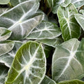 Close-up of lush, arrow-shaped leaves with striking white veins on the Amazonica Elephant Ear (Alocasia) by Wellspring Gardens. Overlapping leaves create a dense, textured pattern in green and silver—perfect as an eye-catching indoor plant.