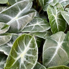 Close-up of lush, arrow-shaped leaves with striking white veins on the Amazonica Elephant Ear (Alocasia) by Wellspring Gardens. Overlapping leaves create a dense, textured pattern in green and silver—perfect as an eye-catching indoor plant.