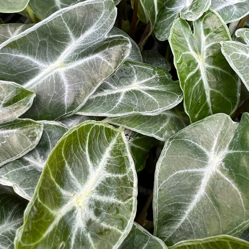 Close-up of lush, arrow-shaped leaves with striking white veins on the Amazonica Elephant Ear (Alocasia) by Wellspring Gardens. Overlapping leaves create a dense, textured pattern in green and silver—perfect as an eye-catching indoor plant.